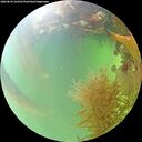 ./images/calvert/underwater/20260824/underwater20260824_164501M.jpg