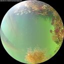 ./images/calvert/underwater/20260824/underwater20260824_173001M.jpg