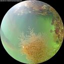 ./images/calvert/underwater/20260824/underwater20260824_174002M.jpg