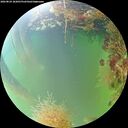 ./images/calvert/underwater/20260824/underwater20260824_182001M.jpg