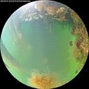 ./images/calvert/underwater/20260824/underwater20260824_182501M.jpg