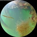 ./images/calvert/underwater/20260824/underwater20260824_183502M.jpg