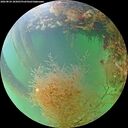 ./images/calvert/underwater/20260824/underwater20260824_185001M.jpg