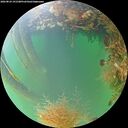 ./images/calvert/underwater/20260824/underwater20260824_191501M.jpg
