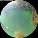 ./images/calvert/underwater/20260825/underwater20260825_073002M.jpg