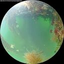 ./images/calvert/underwater/20260825/underwater20260825_073501M.jpg