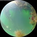 ./images/calvert/underwater/20260825/underwater20260825_074501M.jpg