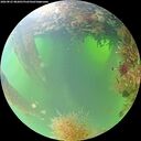 ./images/calvert/underwater/20260825/underwater20260825_082001M.jpg
