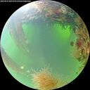 ./images/calvert/underwater/20260825/underwater20260825_082501M.jpg