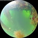 ./images/calvert/underwater/20260825/underwater20260825_083001M.jpg