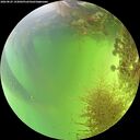 ./images/calvert/underwater/20260825/underwater20260825_143002M.jpg