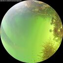 ./images/calvert/underwater/20260825/underwater20260825_150001M.jpg
