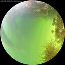 ./images/calvert/underwater/20260825/underwater20260825_151001M.jpg