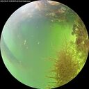 ./images/calvert/underwater/20260825/underwater20260825_152001M.jpg