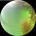 ./images/calvert/underwater/20260825/underwater20260825_153001M.jpg