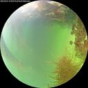 ./images/calvert/underwater/20260825/underwater20260825_154501M.jpg