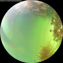 ./images/calvert/underwater/20260825/underwater20260825_155001M.jpg