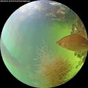 ./images/calvert/underwater/20260825/underwater20260825_163501M.jpg