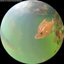 ./images/calvert/underwater/20260825/underwater20260825_172501M.jpg