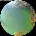 ./images/calvert/underwater/20260825/underwater20260825_181501M.jpg