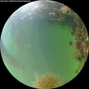 ./images/calvert/underwater/20260825/underwater20260825_190002M.jpg