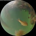 ./images/calvert/underwater/20260825/underwater20260825_193001M.jpg