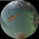 ./images/calvert/underwater/20260825/underwater20260825_201502M.jpg