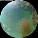 ./images/calvert/underwater/20260826/underwater20260826_071501M.jpg