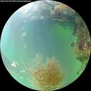 ./images/calvert/underwater/20260826/underwater20260826_075501M.jpg