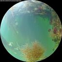 ./images/calvert/underwater/20260826/underwater20260826_080501M.jpg
