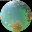 ./images/calvert/underwater/20260826/underwater20260826_081002M.jpg