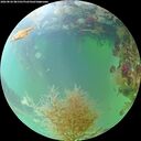 ./images/calvert/underwater/20260826/underwater20260826_081501M.jpg