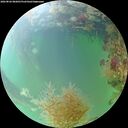 ./images/calvert/underwater/20260826/underwater20260826_082001M.jpg