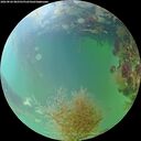 ./images/calvert/underwater/20260826/underwater20260826_082501M.jpg