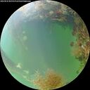 ./images/calvert/underwater/20260826/underwater20260826_083501M.jpg