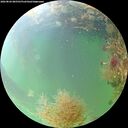 ./images/calvert/underwater/20260826/underwater20260826_085501M.jpg