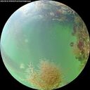 ./images/calvert/underwater/20260826/underwater20260826_090001M.jpg