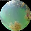 ./images/calvert/underwater/20260826/underwater20260826_091001M.jpg