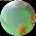 ./images/calvert/underwater/20260826/underwater20260826_103501M.jpg