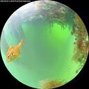 ./images/calvert/underwater/20260826/underwater20260826_113001M.jpg