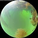 ./images/calvert/underwater/20260826/underwater20260826_114501M.jpg