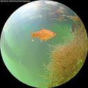 ./images/calvert/underwater/20260826/underwater20260826_120501M.jpg