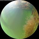 ./images/calvert/underwater/20260826/underwater20260826_121001M.jpg