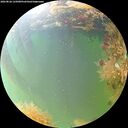 ./images/calvert/underwater/20260826/underwater20260826_125001M.jpg