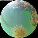 ./images/calvert/underwater/20260826/underwater20260826_130001M.jpg