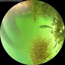 ./images/calvert/underwater/20260826/underwater20260826_141501M.jpg