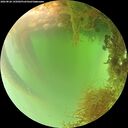 ./images/calvert/underwater/20260826/underwater20260826_145002M.jpg