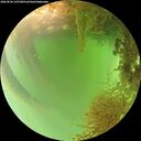 ./images/calvert/underwater/20260826/underwater20260826_145501M.jpg