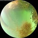 ./images/calvert/underwater/20260826/underwater20260826_155001M.jpg