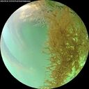 ./images/calvert/underwater/20260826/underwater20260826_155501M.jpg